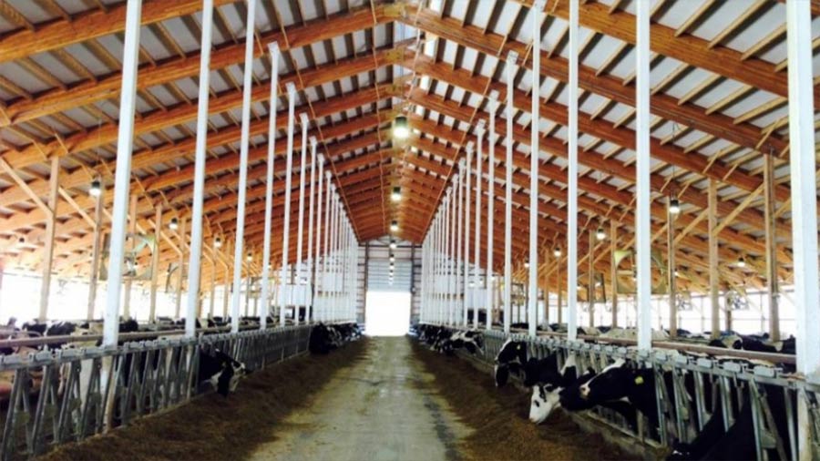 Inside of a dairy building with cows standing in their respective stalls.